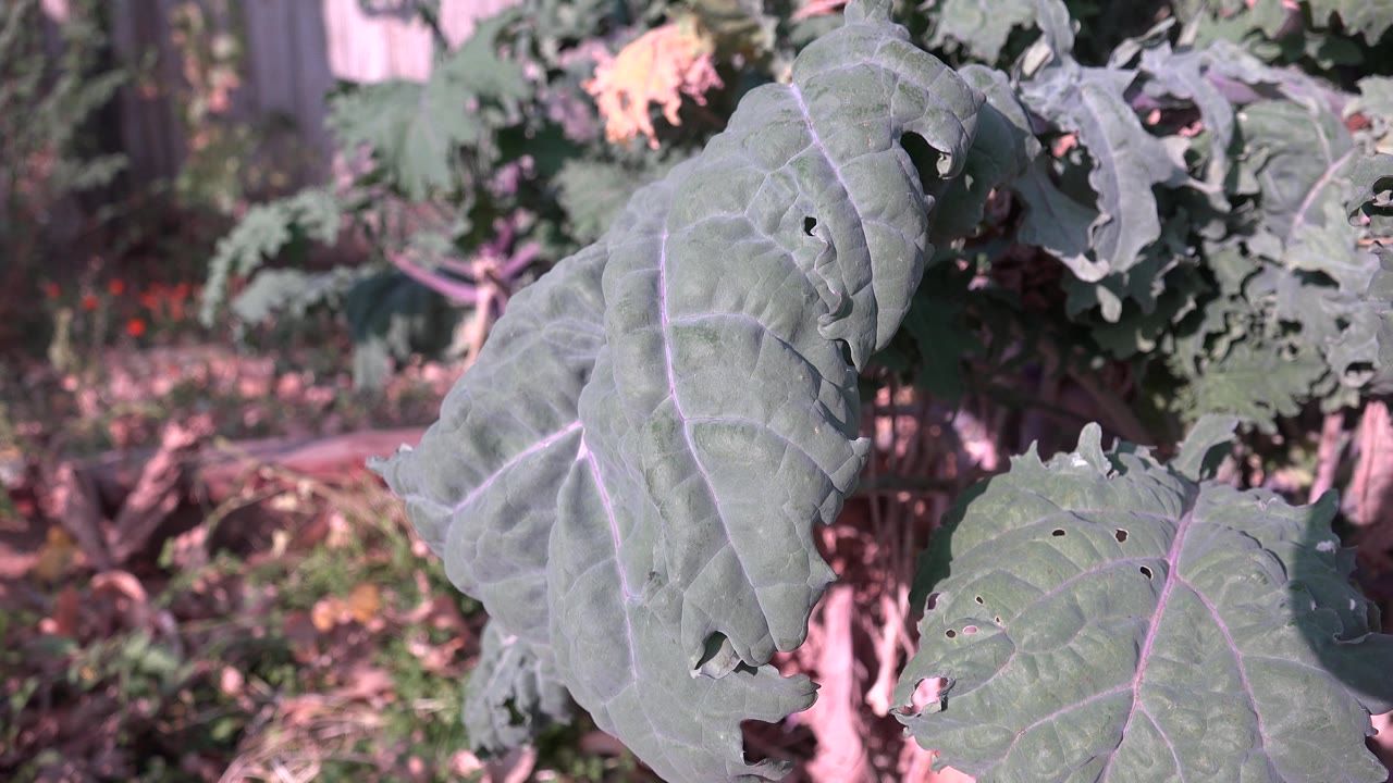 Close foliage with holes in the leaves