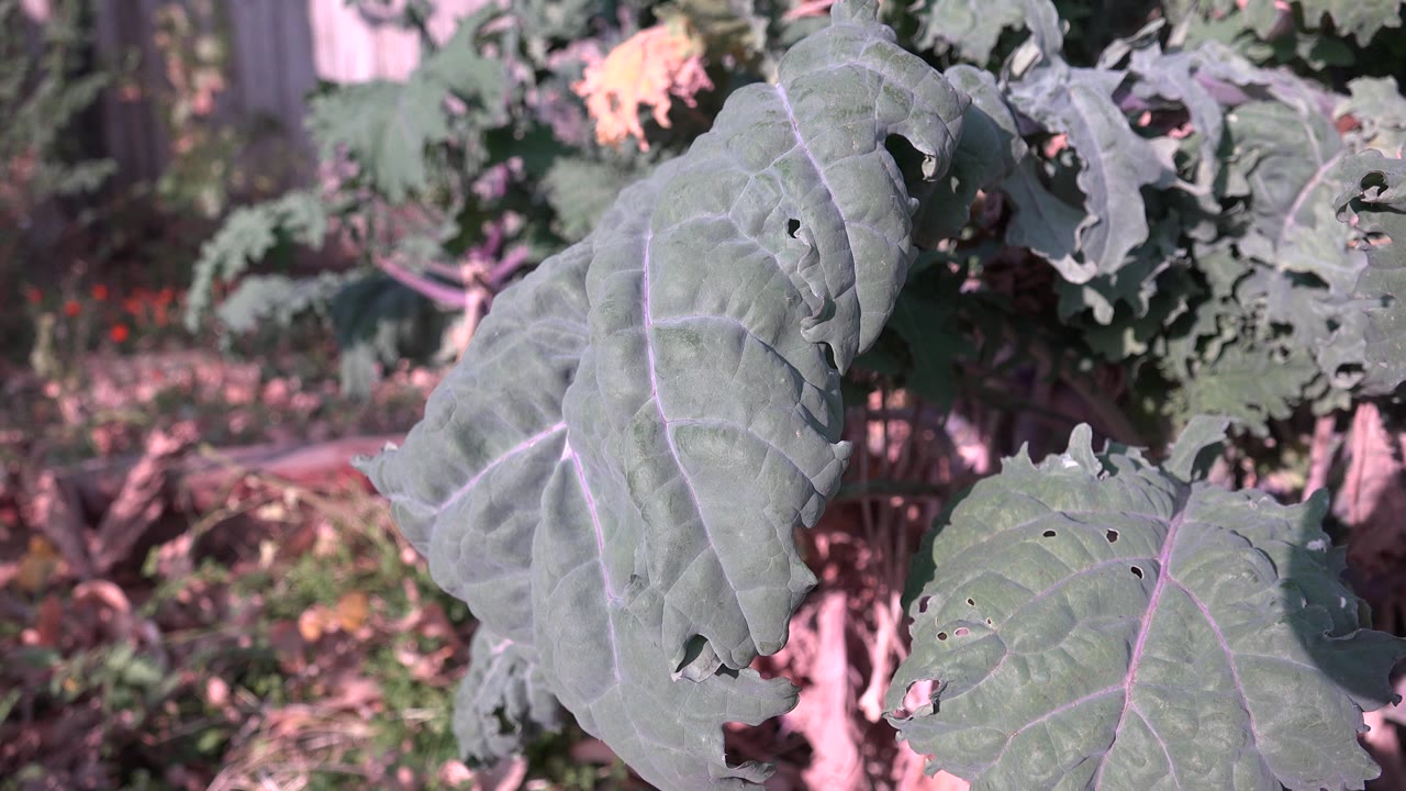 Broad green garden leaves in close view.