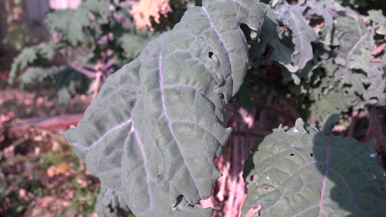 Close leaf detail in Westminster, Colorado, with a broad blue-green leaf crossing the center, softer garden foliage behind it, and no visible people.