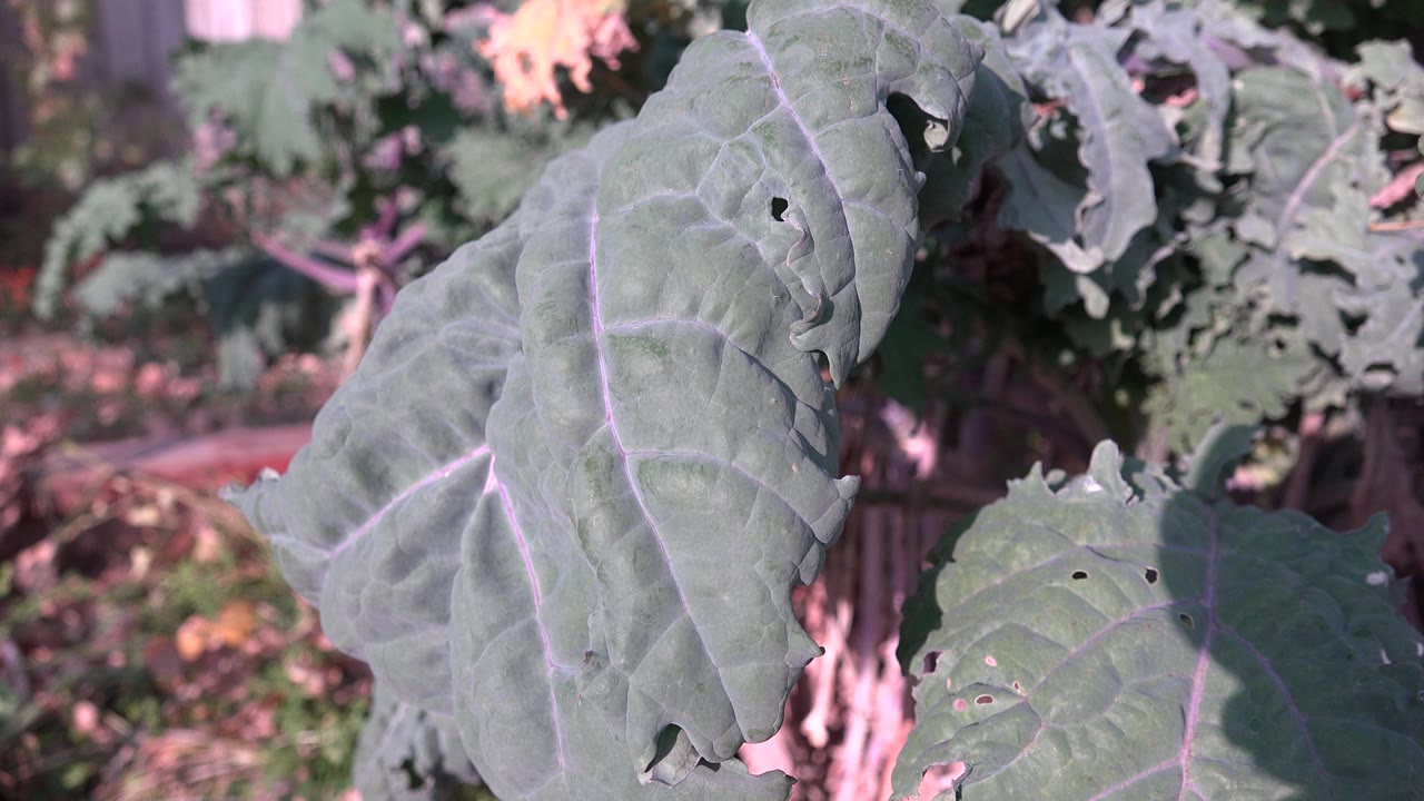 Close-up of broad green leaves with small holes