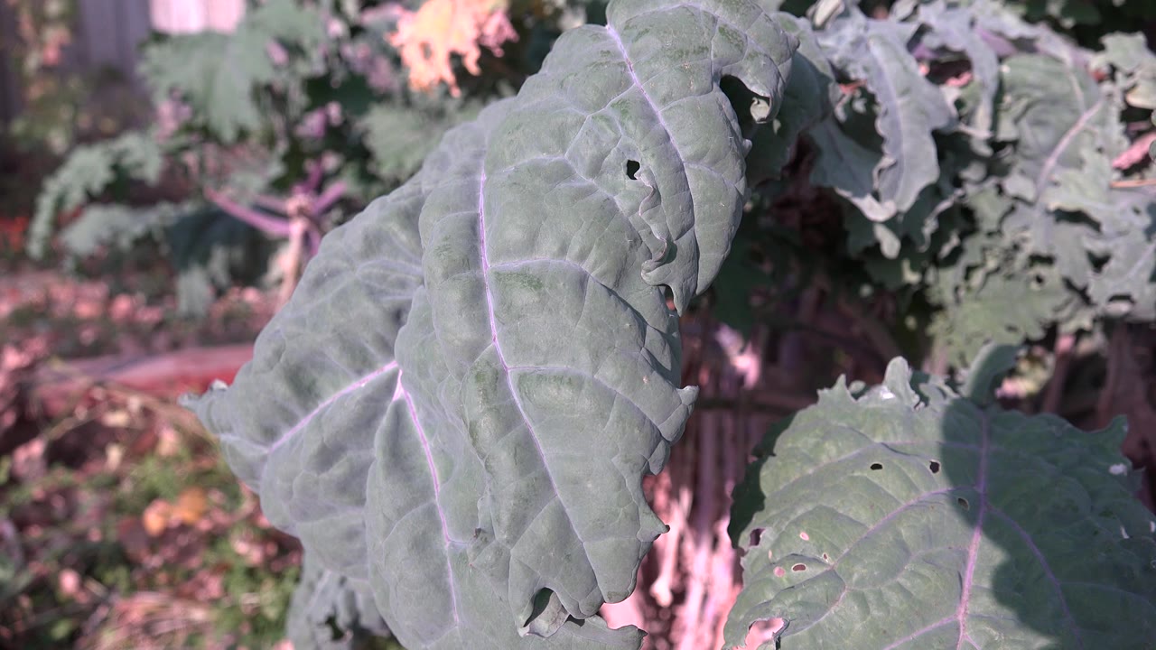 A large foreground leaf in Westminster, Colorado hangs over softer garden foliage, showing small holes, pale veins, and no visible people.
