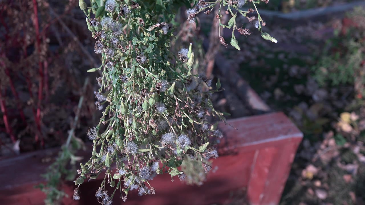 At 0:00, a hanging green and brown plant fills the foreground in Westminster, Colorado, with a red planter and shaded grass behind it and no visible people.