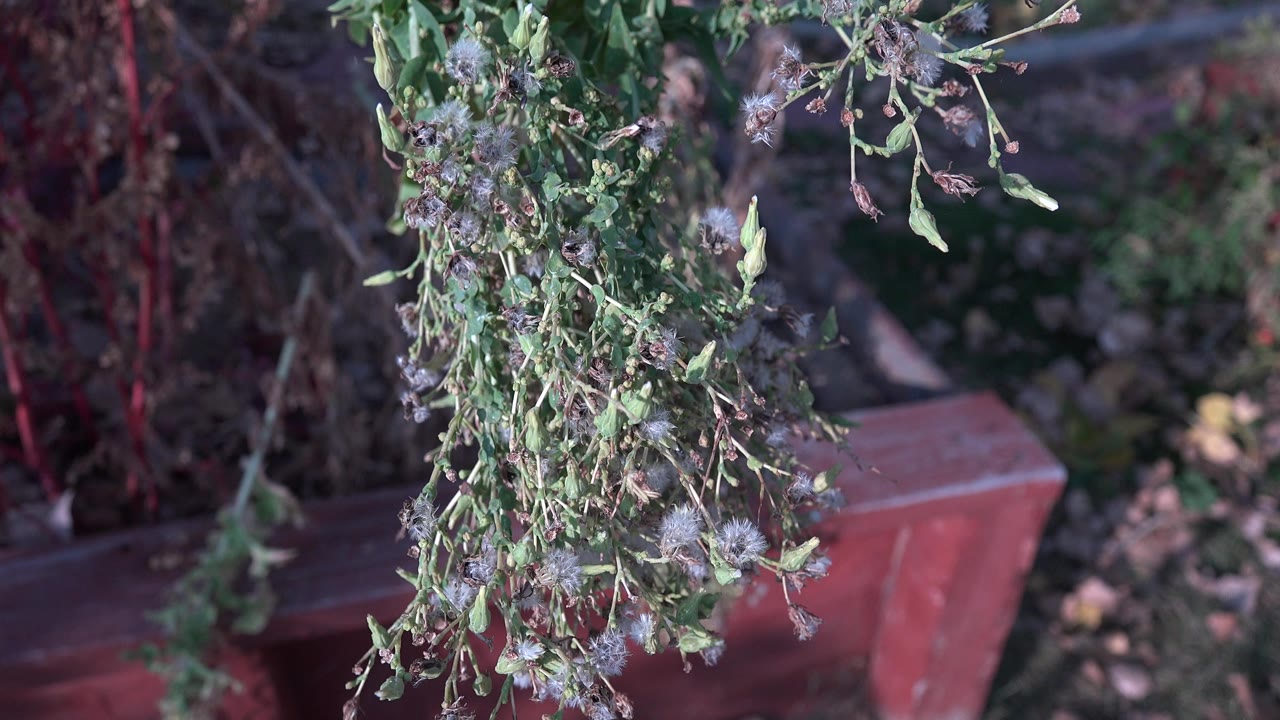 At 0:00 in Westminster, Colorado, a hanging leafy branch with pale seed heads sits in front of a red wooden planter and soft garden background, with no visible people.