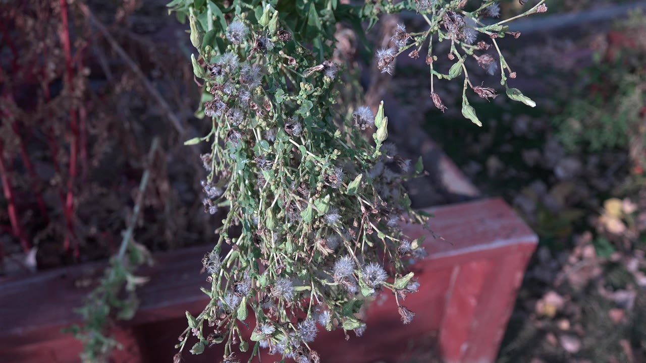 At 0:01 in Westminster, Colorado, the leafy branch hangs slightly lower in the frame over a red planter, with shaded foliage behind it and no visible people.