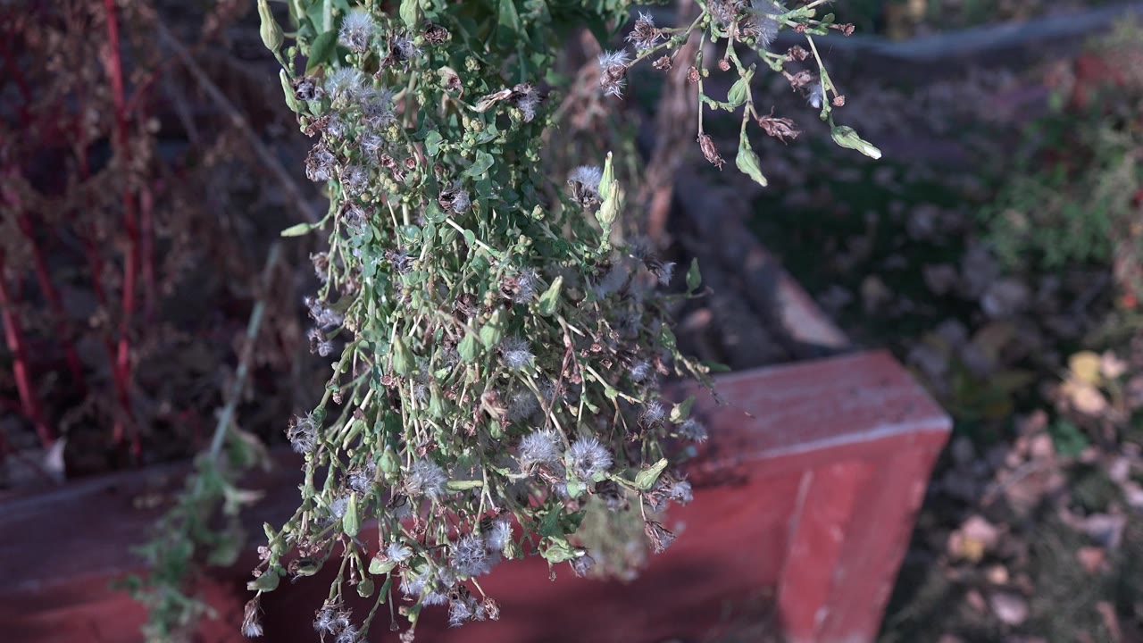 Seeded branch centered above a red wooden planter in a garden.