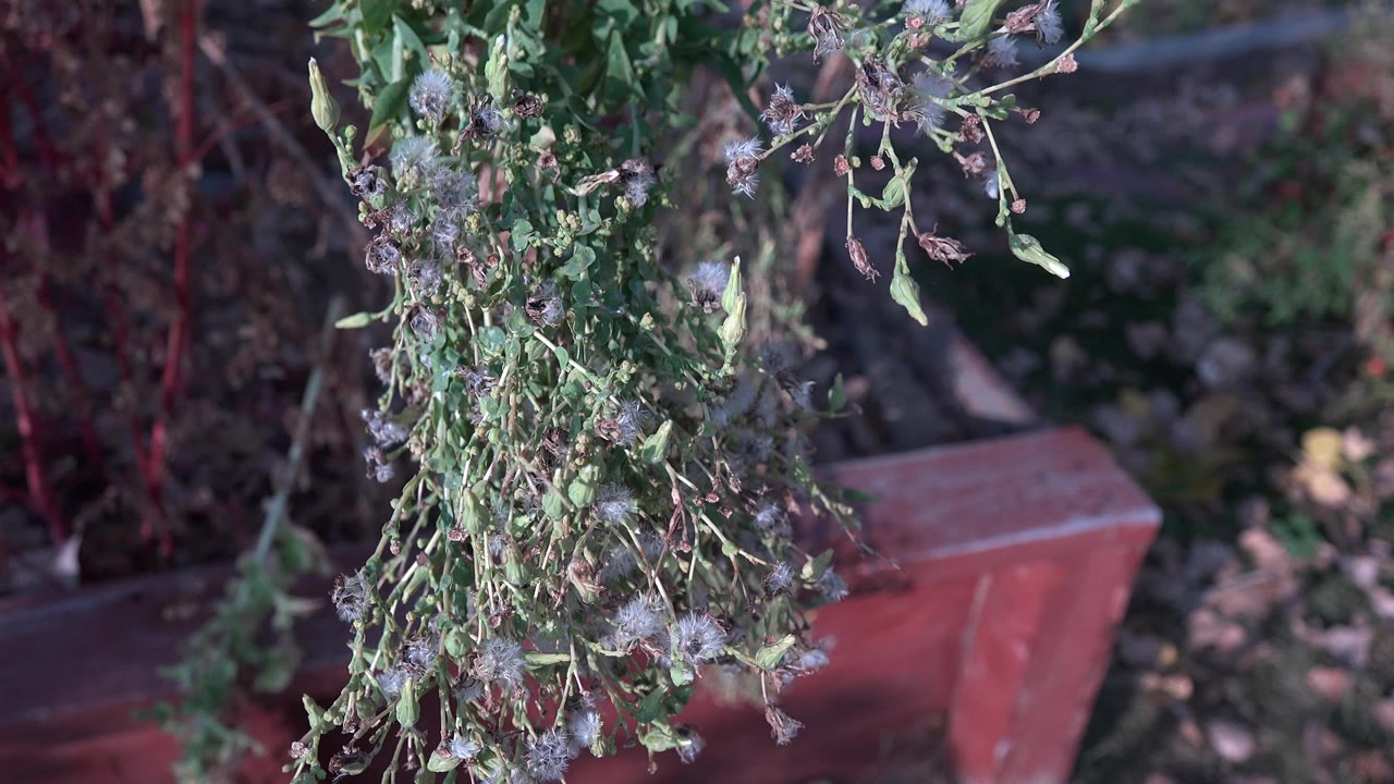 Close hanging green plant with fuzzy seed heads near a red planter