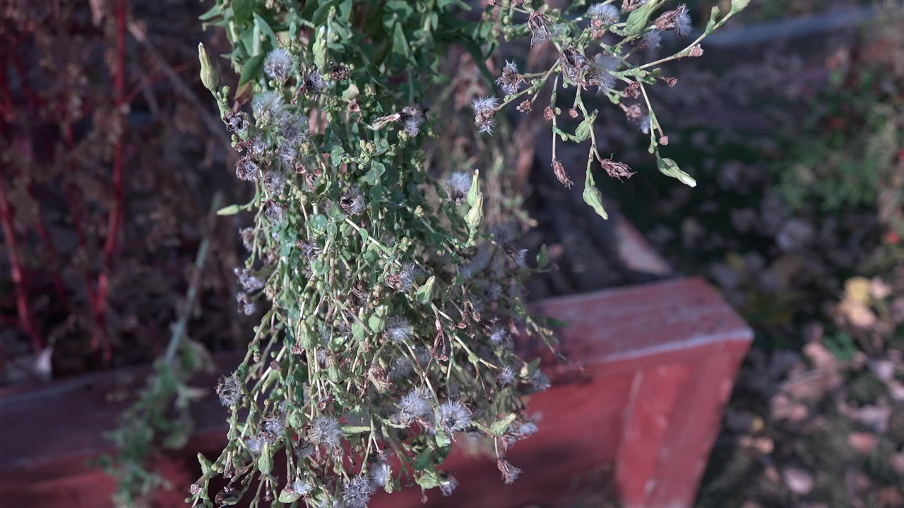 A leafy plant cluster fills the foreground in Westminster, Colorado, with pale fuzzy seed heads and a red rectangular planter blurred behind, with no visible people.