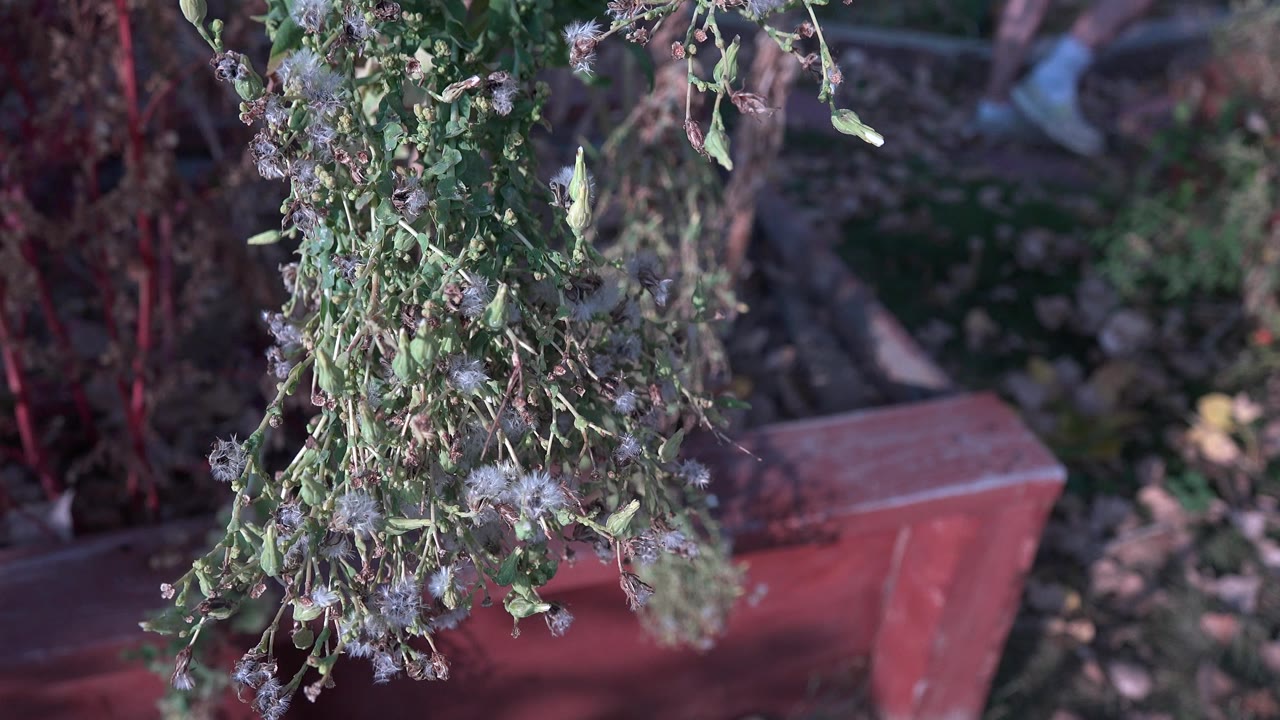 Close view of green and drying plant stems hanging over a red planter box in a Westminster, Colorado garden, with no visible people.