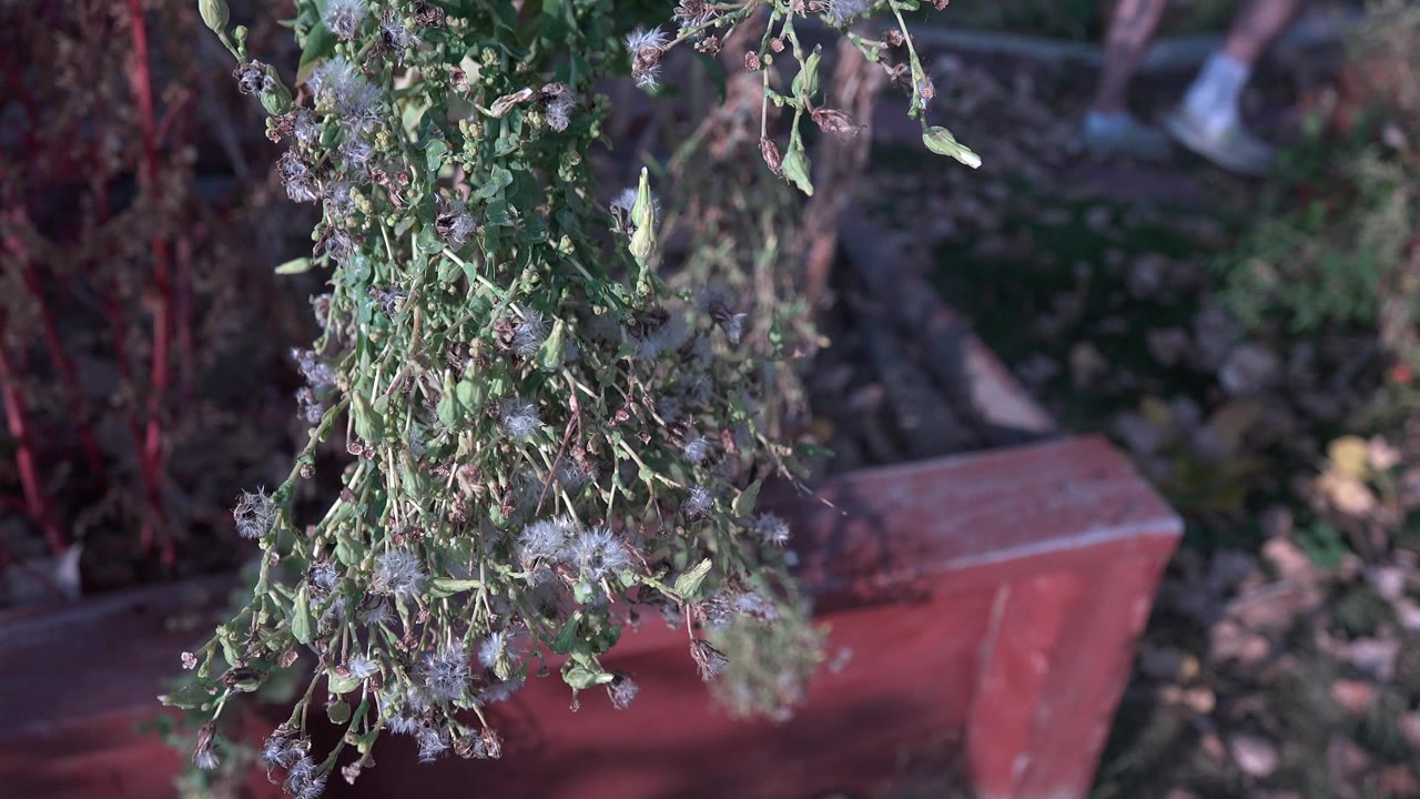 Dense plant stems and pale dry seed heads fill the foreground above the red planter box in the Westminster garden, with no visible people.