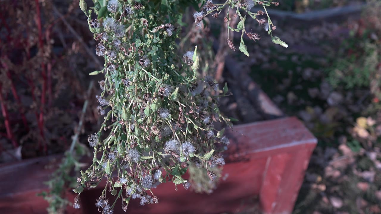 Garden plants hanging in front of a red planter box and dark soil.