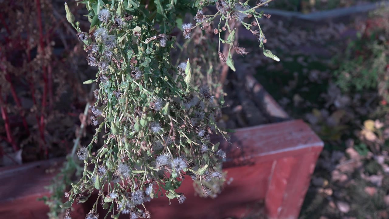 Hanging green leaves and seed heads above a red concrete edge.