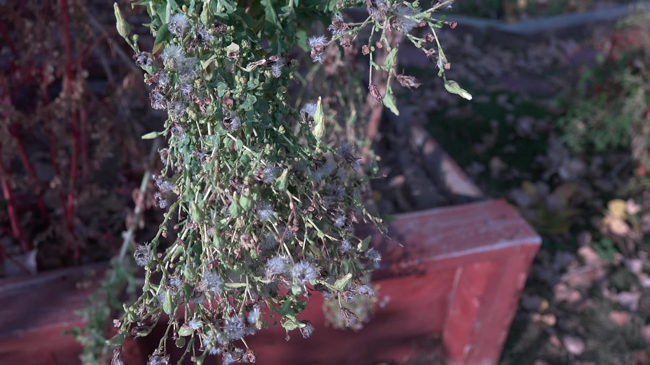 A dense cluster of drooping green leaves and pale seed fluff hangs near the center of the frame above red painted concrete in Westminster, Colorado, with no visible people.