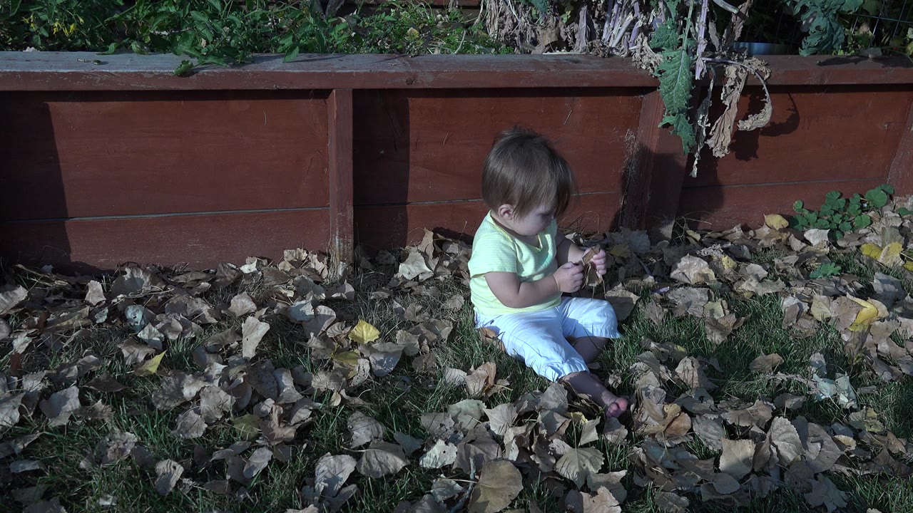 The child remains seated in the leaf-covered grass in Westminster, Colorado, with hands close together while examining small rocks or leaves.