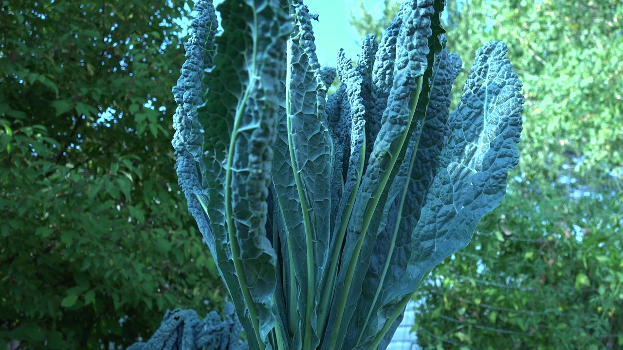 Close leafy stems in front of green trees