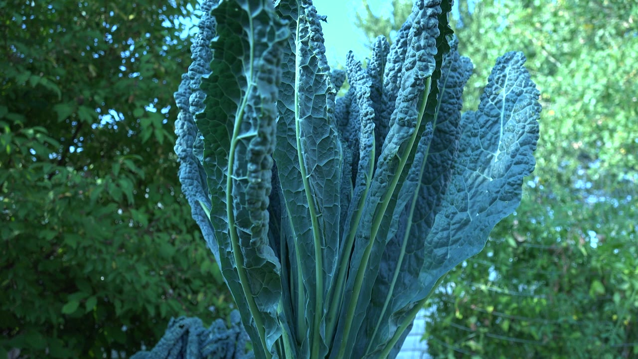 Close blue-green plant leaves fill the foreground in Westminster, Colorado, with leafy trees behind them and no visible people.