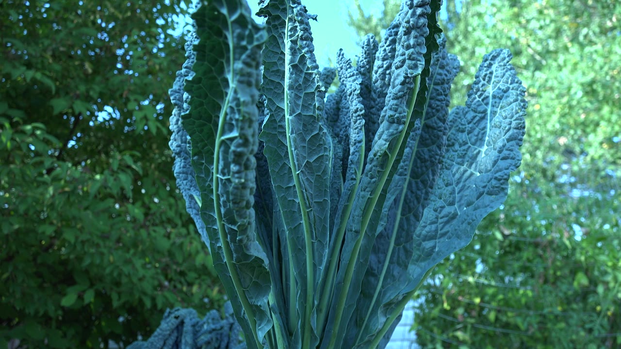 Close plant foliage with bright green background