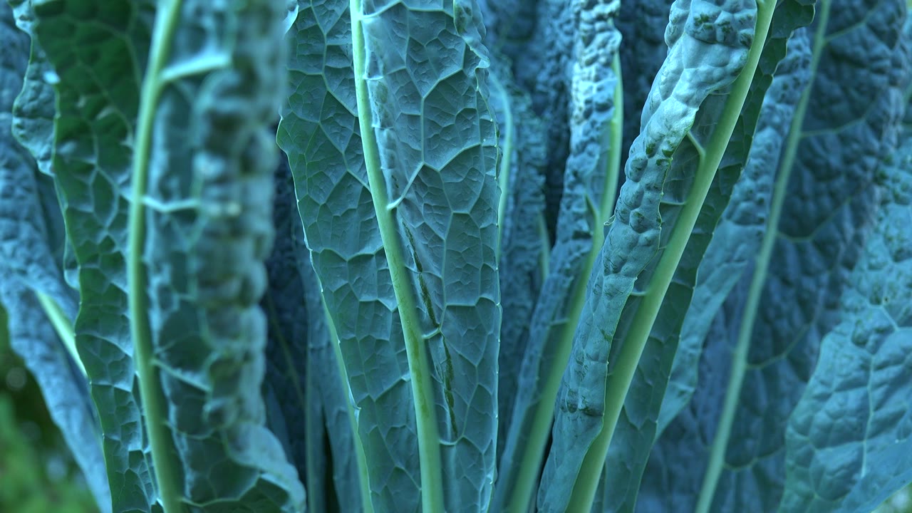 Close view of blue-green leaves and vertical stems in Westminster, Colorado, with darker foliage behind them and no visible people.
