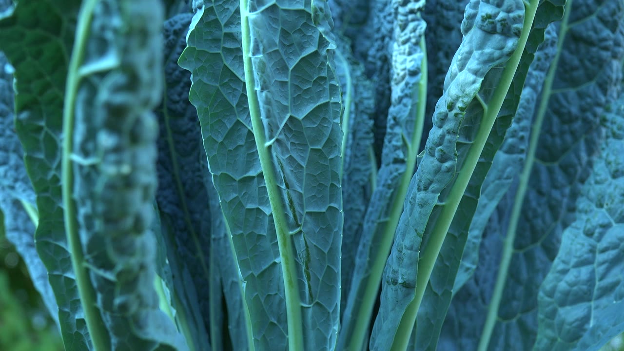 Textured green leaves in soft outdoor light