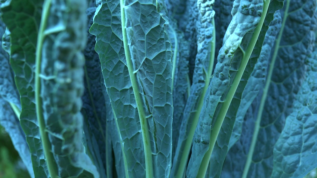 Close broad green leaves and pale stems fill the frame in Westminster, Colorado, with cool blue-green light and no visible people.