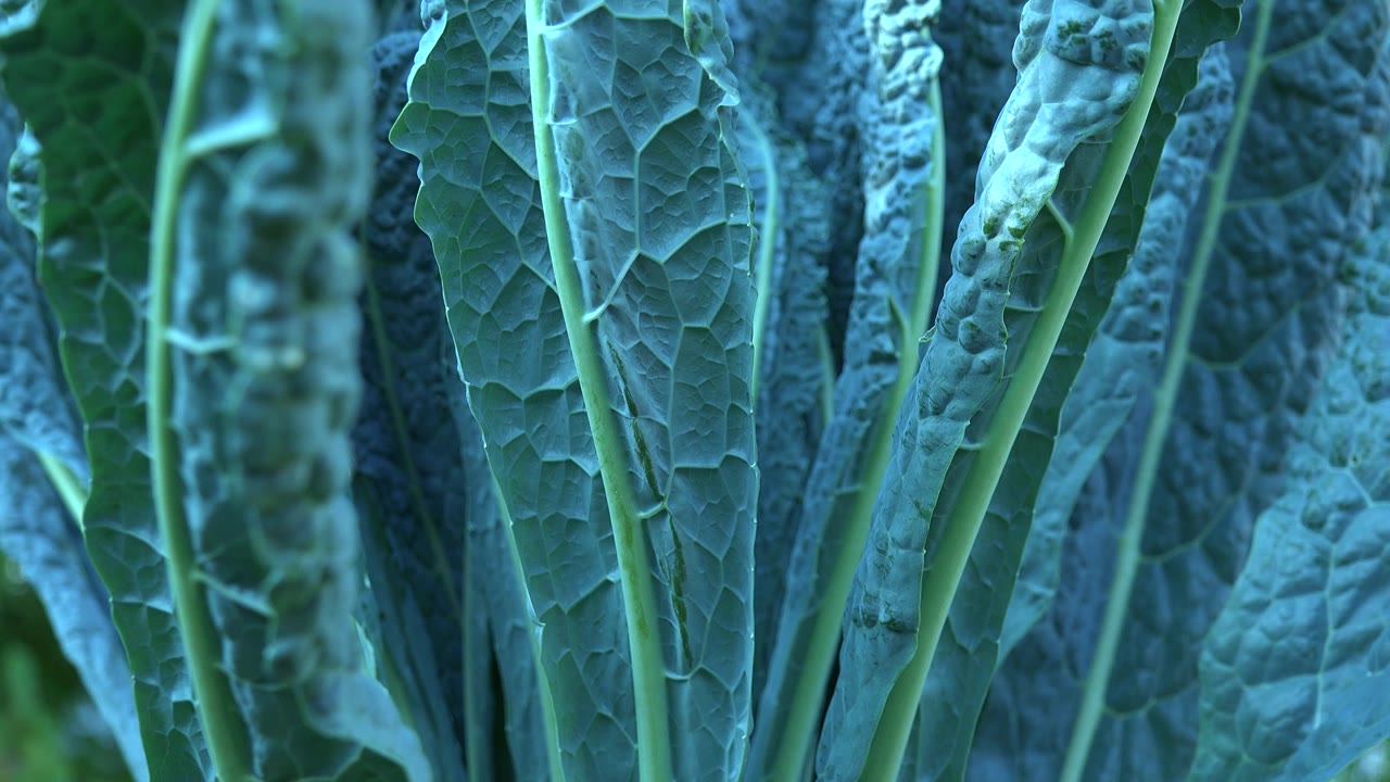 A pale vertical stem stands near center among broad green leaves in Westminster, Colorado, with no visible people.
