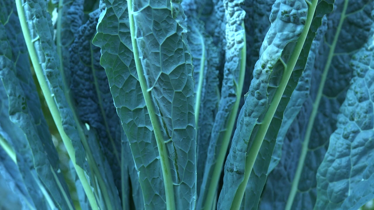 Broad leaves overlapping with several pale green stems.