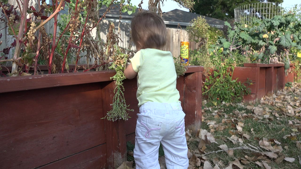 A toddler in a pale green shirt and light pants stands with their back to camera at a red raised planter in a Westminster, Colorado backyard garden.