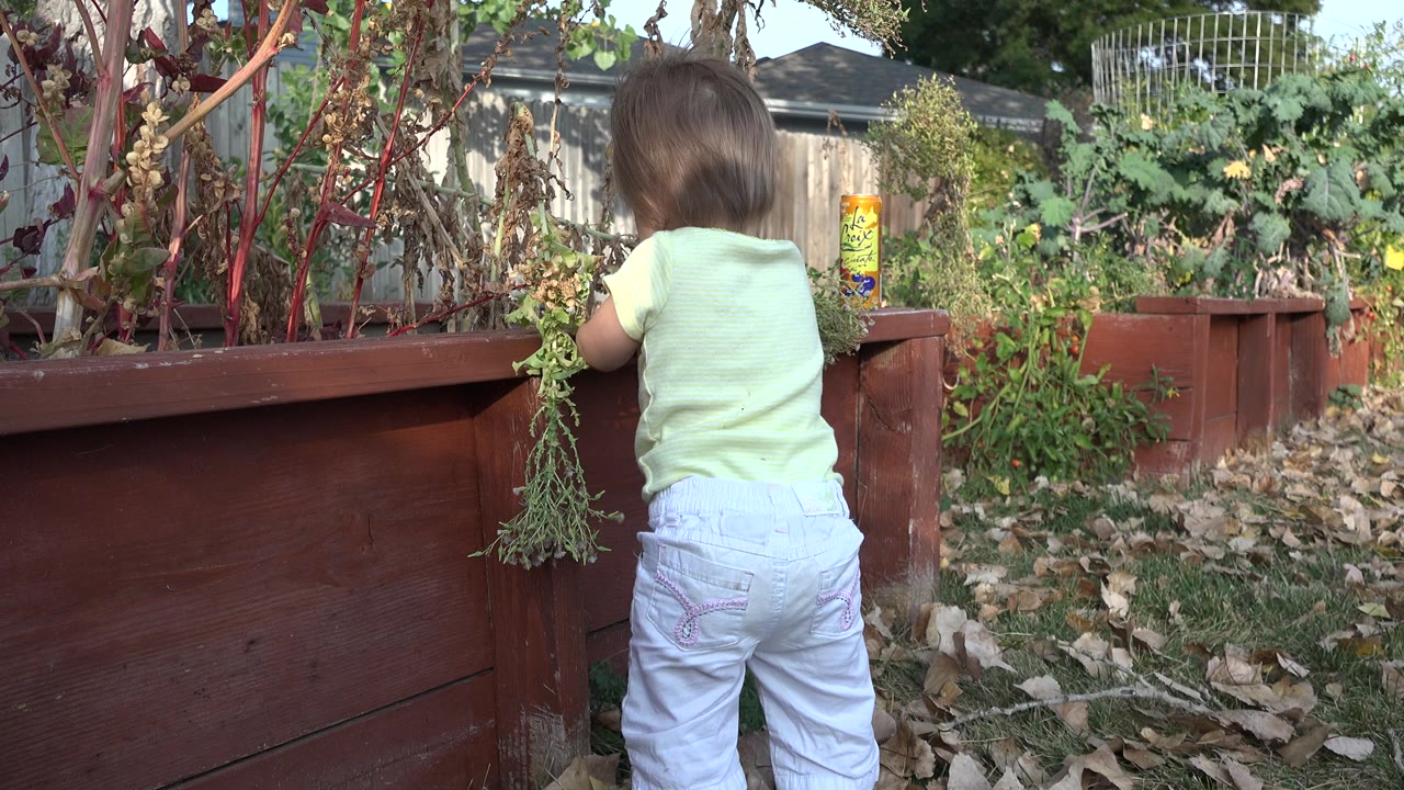 The child remains centered from behind, leaning near the red planter while a yellow labeled container and leafy garden plants sit farther back in the Westminster yard.