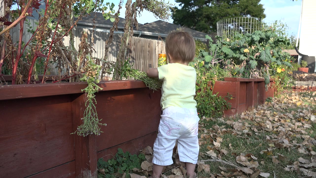 Young child stands with back to camera beside raised garden beds.