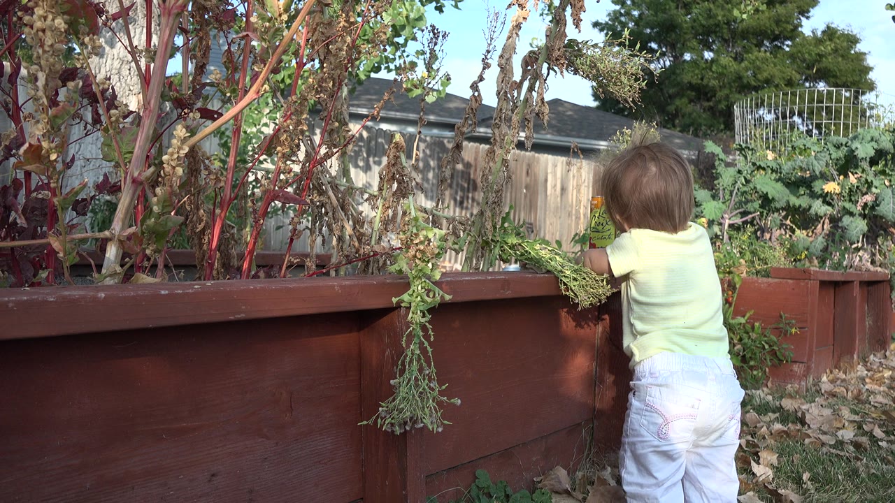 Toddler standing beside a raised garden planter.