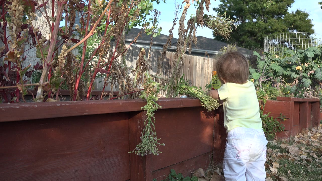 The toddler remains close to the raised planter in Westminster, Colorado, framed by red stems, hanging greens, grass, fallen leaves, and a residential fence.