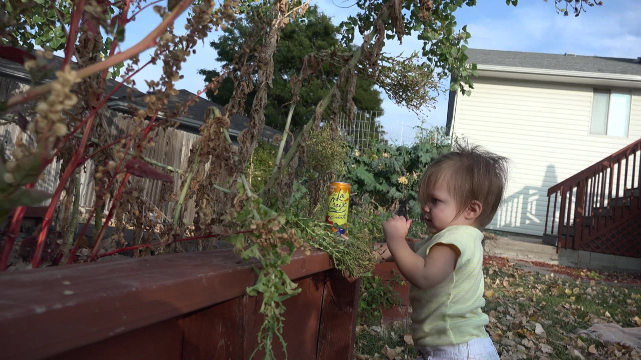 Toddler girl beside a raised planter in a backyard.