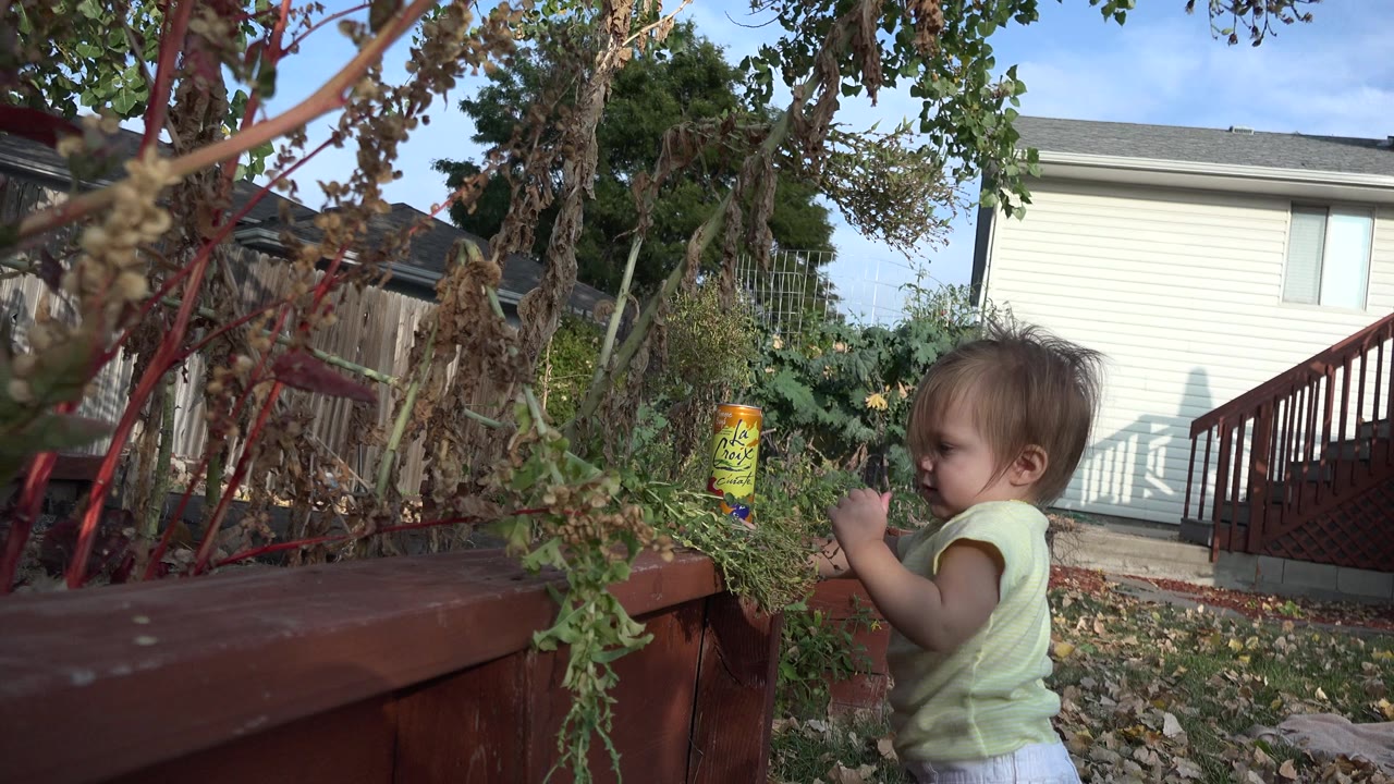 The toddler faces the garden plants in the Westminster backyard while the red-brown deck railing and house siding fill the background.