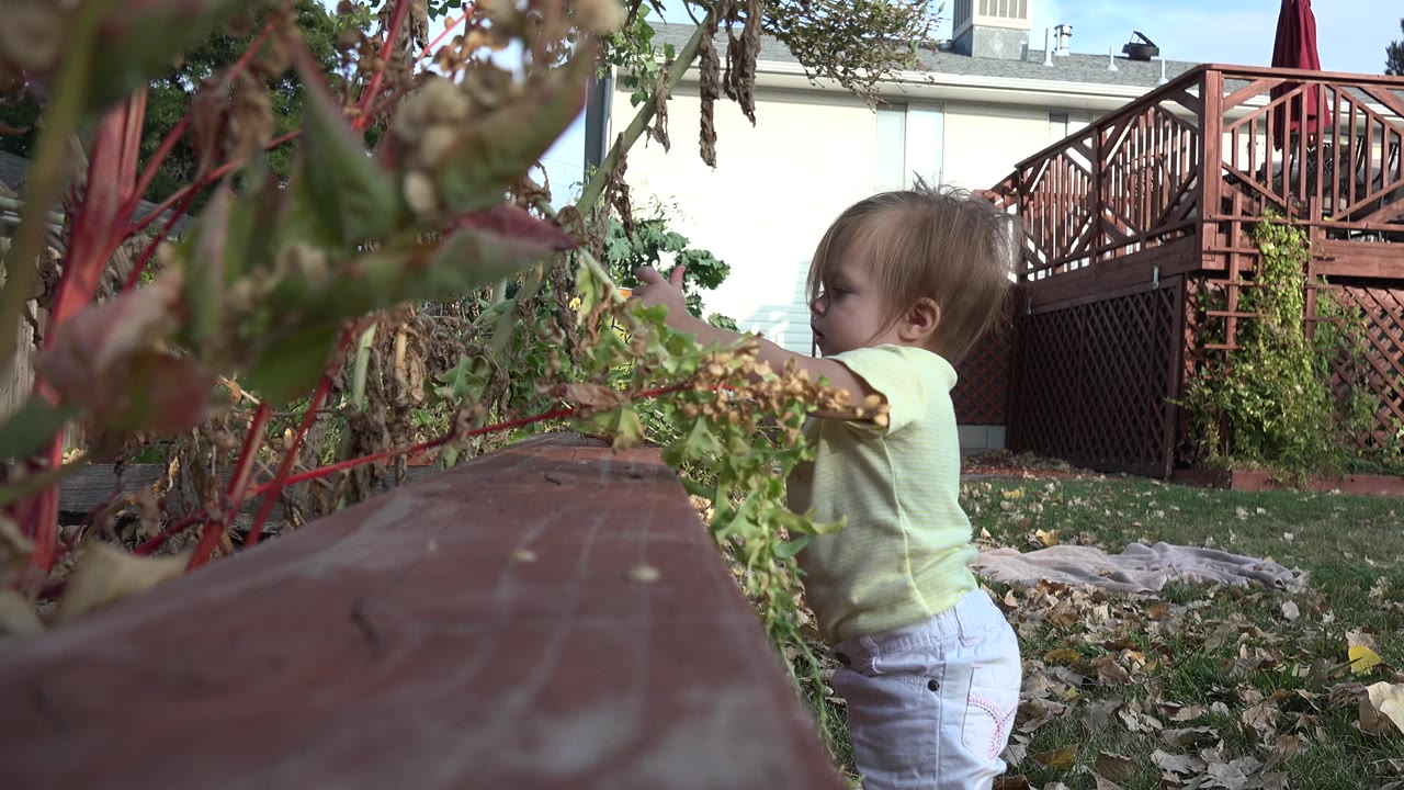 At 0:00, a little girl stands in profile beside foreground plants and a low red surface in a Westminster, Colorado backyard, with a red wooden deck behind her.