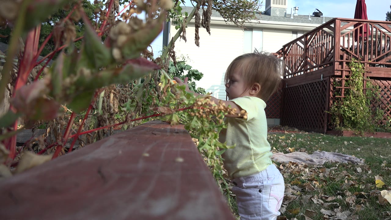 At 0:01, the child remains near the plants with her side visible, grass and leaves at her feet, and the backyard deck filling the background in Westminster, Colorado.