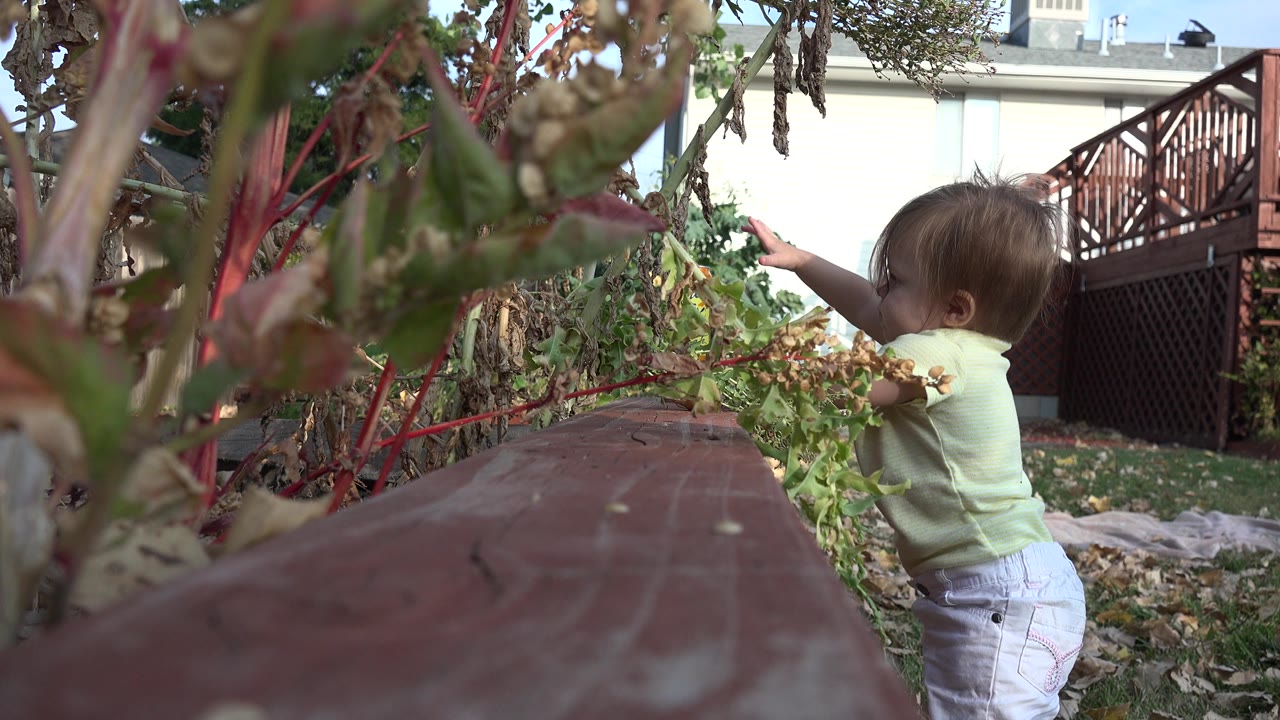 Child reaches toward backyard plants beside a low border.