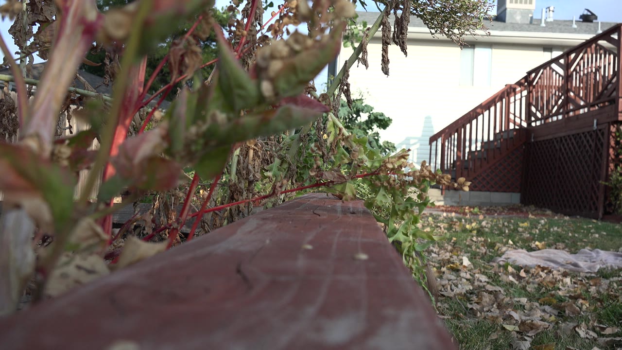 Low view along a red wooden bench beside leafy plants and a backyard deck.
