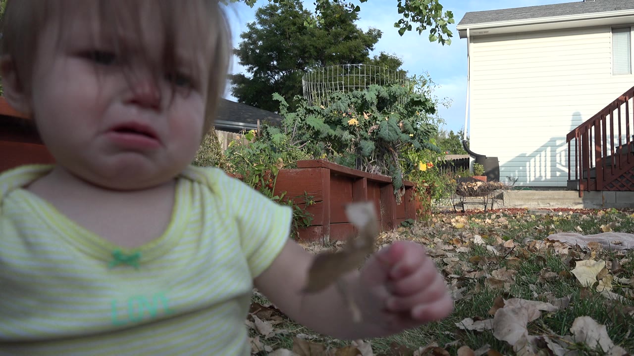 Baby holding a brown leaf close to the camera in a backyard.
