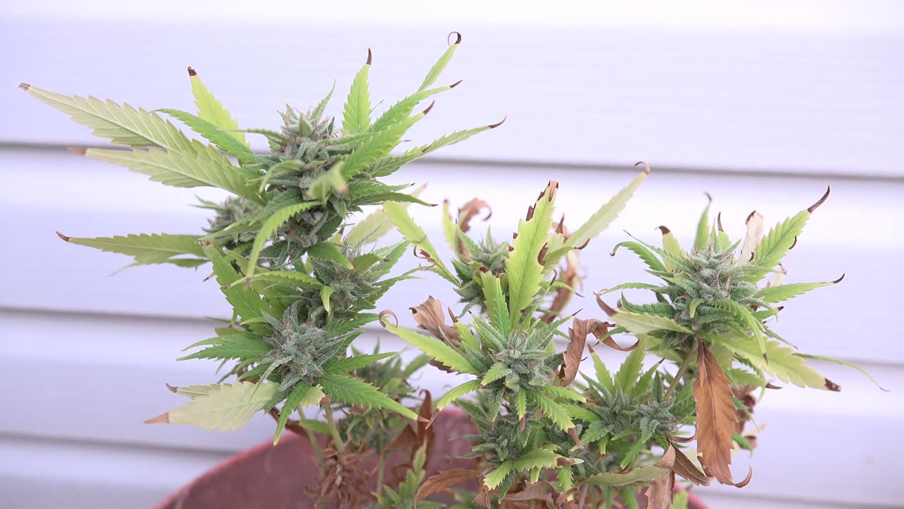 Potted marijuana plant with green buds and browning leaves near pale siding.