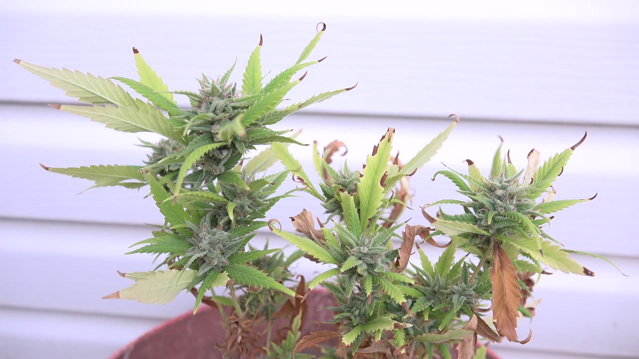 At 0:01, the close-up holds on the marijuana plant in Westminster, Colorado, with clustered buds, curled brown leaf tips, the rounded pot rim low in frame, and no visible people.