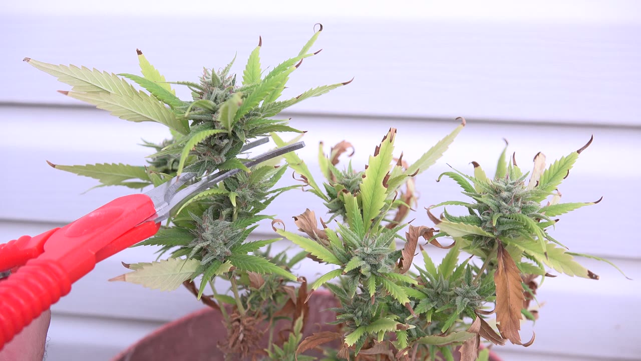 Red scissors cutting into a green serrated plant.