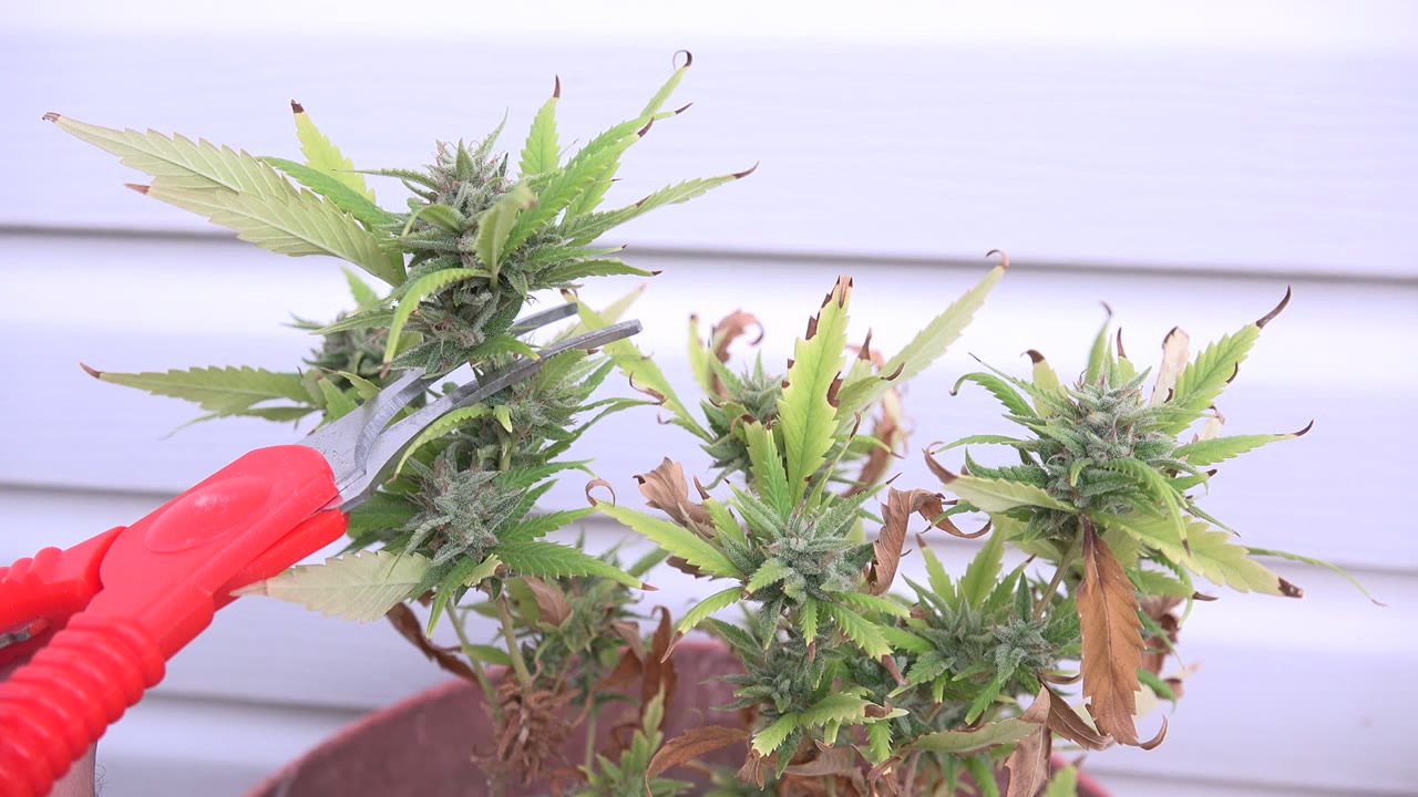 At 0:01 in Westminster, Colorado, the red scissors sit slightly deeper among the green leaves and clustered buds while dry lower leaves hang below, with no visible people.