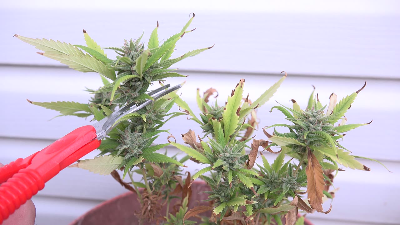 At 0:02 in Westminster, Colorado, the red scissors angle across the foreground near a tall green stem and dense bud, with a second leafy stem to the right and no visible people.