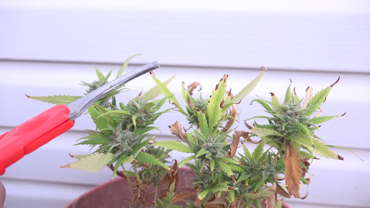 The red-handled scissors extend farther across the frame above clustered green buds and curled leaves on the potted plant, with no visible people.