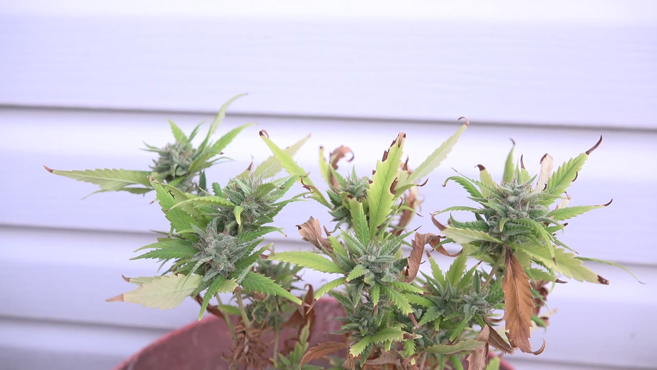 The plant sits slightly lower in frame with clustered green buds, curled pale leaves, and white horizontal siding behind it in Westminster, Colorado, with no visible people.