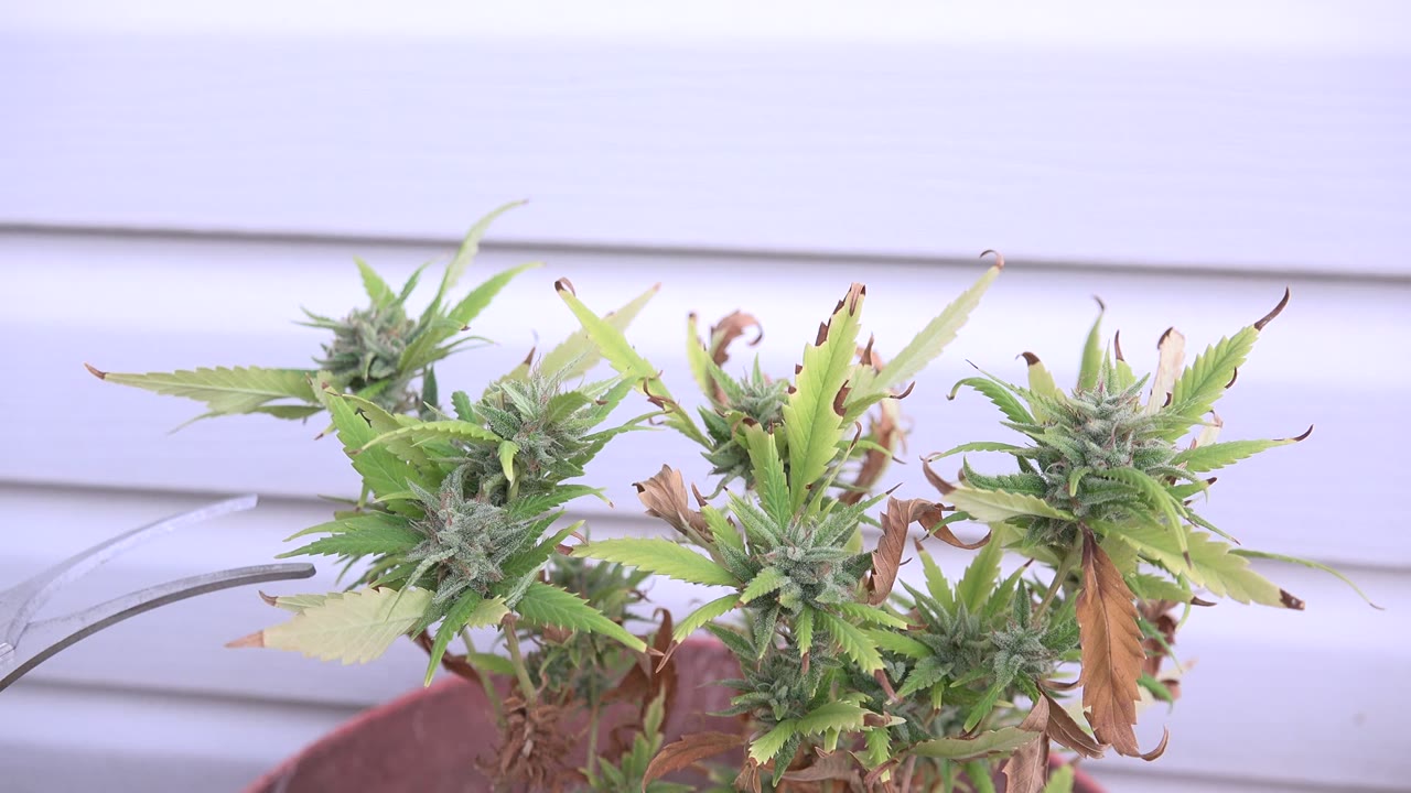 Close view of green prickly plant tops with browned leaf tips in Westminster, Colorado, with pale horizontal siding behind them and no visible people.