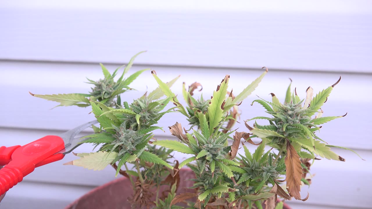 A red-handled pair of scissors appears from the left beside green prickly plant tops in Westminster, Colorado, with no visible people.