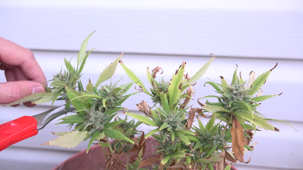 At 0:00 in Westminster, Colorado, partial hands guide red secateurs toward cannabis buds with browned leaves against pale siding.