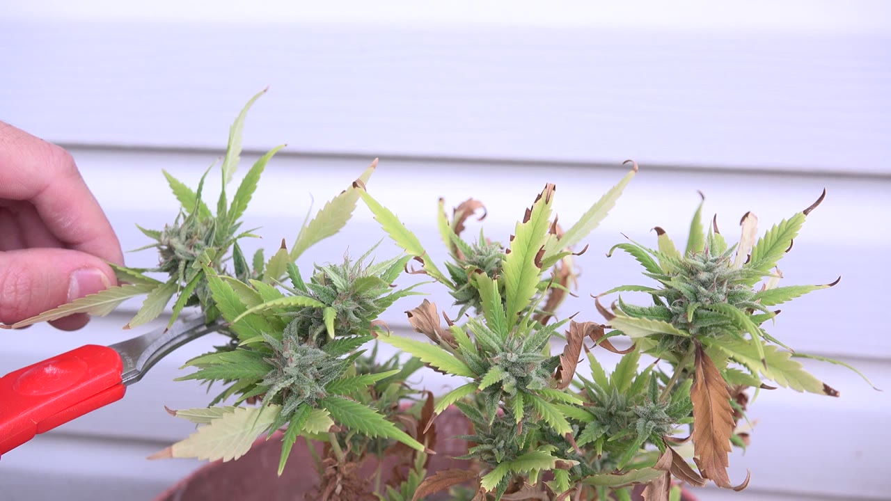 At 0:01 in Westminster, Colorado, red secateurs sit beside dense cannabis flower buds, curled green leaves, and dry brown foliage.