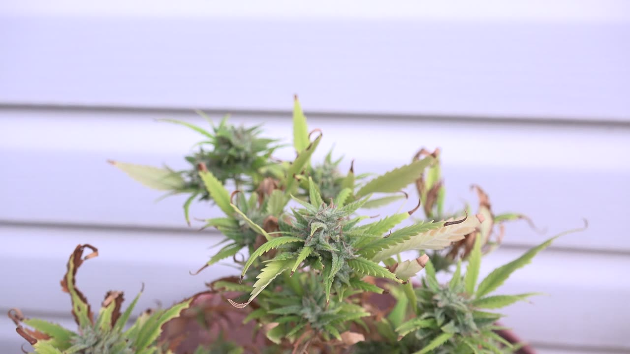 Close-up of a small pointed-leaf plant in Westminster, Colorado, with green growth and browned leaf tips against pale horizontal siding, no visible people.