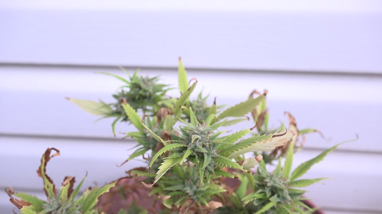 A similar close view of the Westminster plant shows pointed green leaves centered lower in frame with soft pale siding behind it and no visible people.